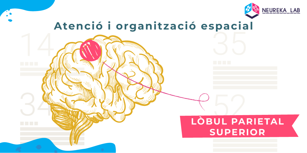 En l'atenció i organització espacial intervé el lòbul parietal superior.