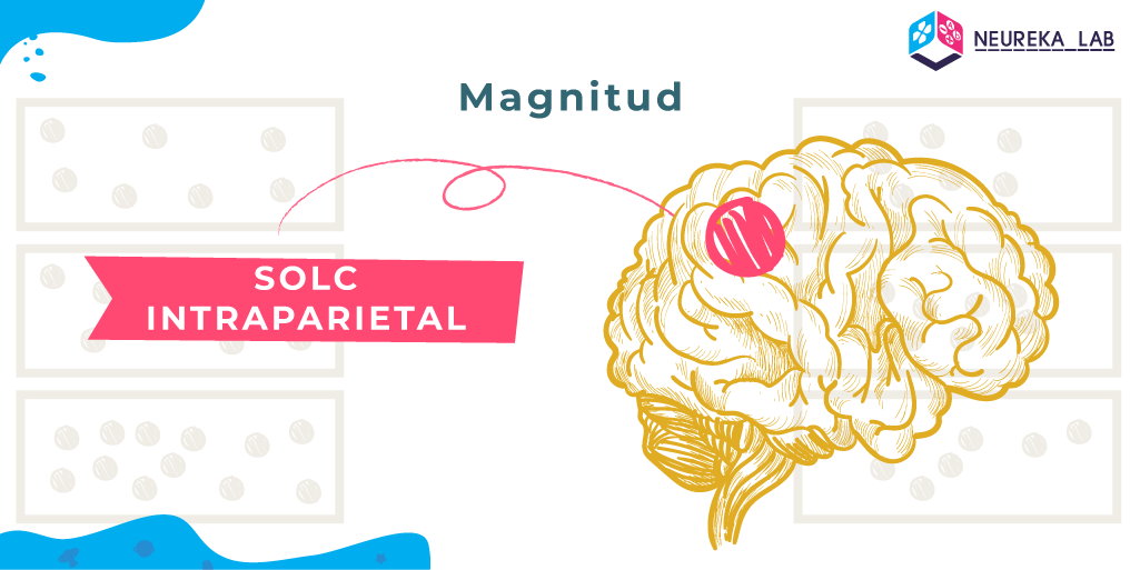 En la 'magintud' intervé el solc intraparietal.