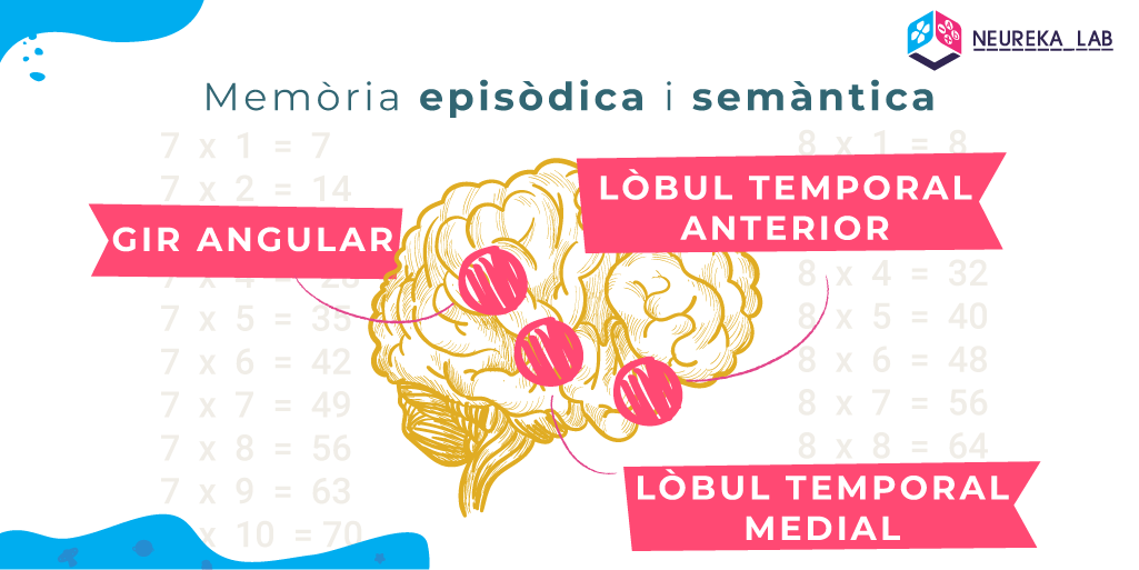 En la memòria episòdica i semántica intervenen: gir angular; lòbul temporal anterior; lòbul temporal medial.