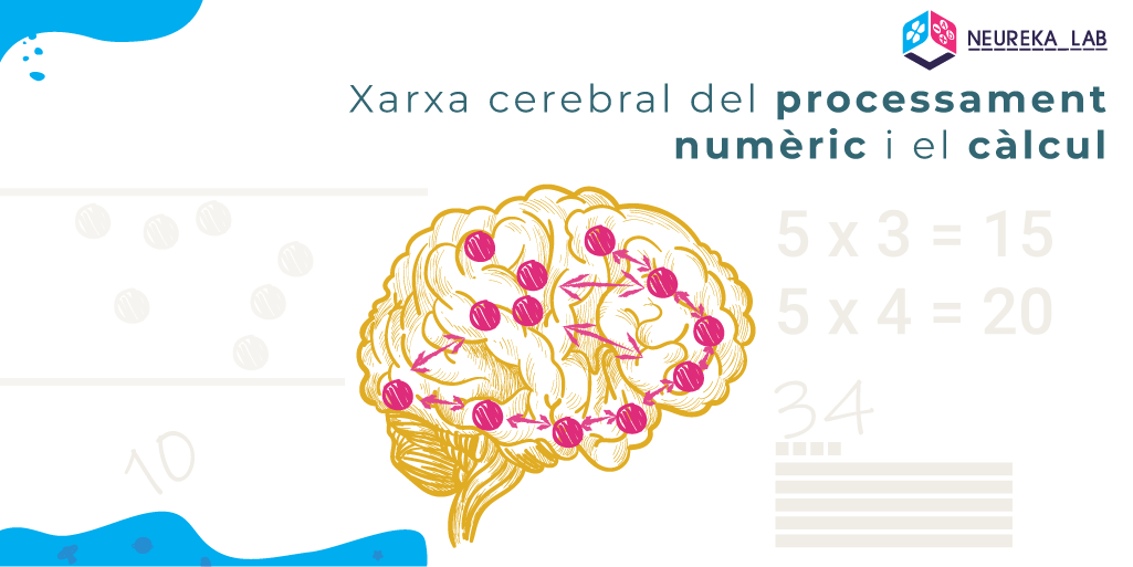 Xarxa cerebral del processament numèric i el càlcul.